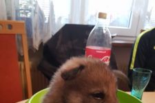 KAČENKA JE BABIČKOU!! 4 HOLKY A 2 KLUCI  ,,H "