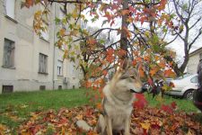 ROŇA NA VÝSTAVĚ v CHORVATSKU v ZAGREBU