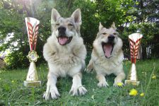Jmeno C.I.B.+ C.I.E  CHAMP.  Lakota Grey