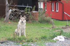 Jmeno C.I.B.+ C.I.E  CHAMP.  Lakota Grey