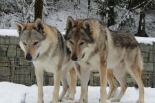 Jmeno C.I.B.+ C.I.E  CHAMP.  Lakota Grey