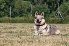 Jmeno C.I.B.+ C.I.E  CHAMP.  Lakota Grey