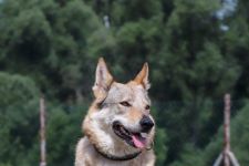 Jmeno C.I.B.+ C.I.E  CHAMP.  Lakota Grey