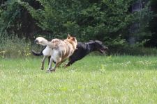 Jmeno C.I.B.+ C.I.E  CHAMP.  Lakota Grey