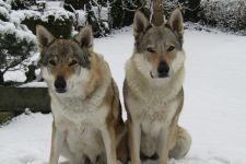 Jmeno C.I.B.+ C.I.E  CHAMP.  Lakota Grey