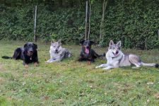 Jmeno C.I.B.+ C.I.E  CHAMP.  Lakota Grey