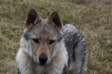 Jmeno C.I.B.+ C.I.E  CHAMP.  Lakota Grey