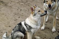 Jmeno C.I.B.+ C.I.E  CHAMP.  Lakota Grey