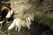 Jmeno C.I.B.+ C.I.E  CHAMP.  Lakota Grey