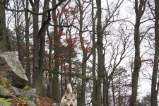 Jmeno C.I.B.+ C.I.E  CHAMP.  Lakota Grey