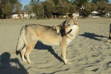 Jmeno C.I.B.+ C.I.E  CHAMP.  Lakota Grey