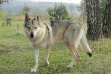 Jmeno C.I.B.+ C.I.E  CHAMP.  Lakota Grey