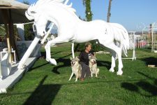 Jmeno C.I.B.+ C.I.E  CHAMP.  Lakota Grey