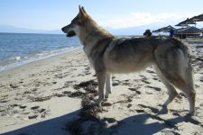 Jmeno C.I.B.+ C.I.E  CHAMP.  Lakota Grey