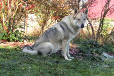 Jmeno C.I.B.+ C.I.E  CHAMP.  Lakota Grey