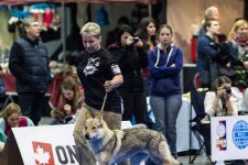 Jmeno C.I.B.+ C.I.E  CHAMP.  Lakota Grey