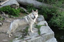 Jmeno C.I.B.+ C.I.E  CHAMP.  Lakota Grey