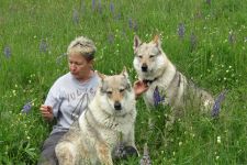 Jmeno C.I.B.+ C.I.E  CHAMP.  Lakota Grey