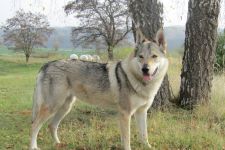 Jmeno C.I.B.+ C.I.E  CHAMP.  Lakota Grey