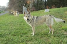 Jmeno C.I.B.+ C.I.E  CHAMP.  Lakota Grey