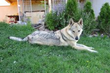 Jmeno C.I.B.+ C.I.E  CHAMP.  Lakota Grey