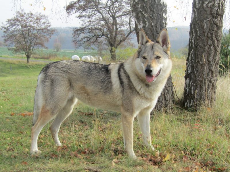 Lakota Grey (Střípek Snů)