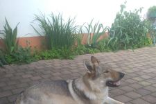 Doris